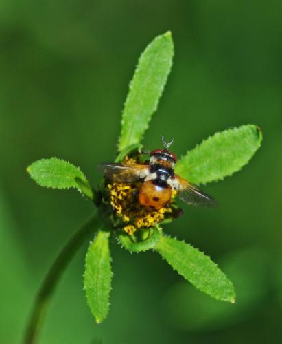 Gymnosoma sp.